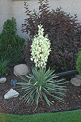 Small Soapweed (Yucca glauca) at Echter's Nursery & Garden Center