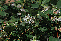 Snowberry (Symphoricarpos albus) at Echter's Nursery & Garden Center