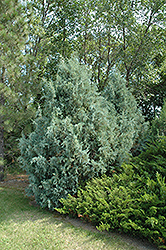 Wichita Blue Juniper (Juniperus scopulorum 'Wichita Blue') at Echter's Nursery & Garden Center