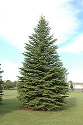 Colorado Spruce (Picea pungens) at Echter's Nursery & Garden Center