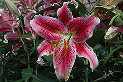 Stargazer Lily (Lilium 'Stargazer') at Echter's Nursery & Garden Center