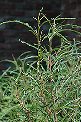Fine Line Fern Leaf Buckthorn (Rhamnus frangula 'Ron Williams') at Echter's Nursery & Garden Center