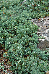 Blue Rug Juniper (Juniperus horizontalis 'Wiltonii') at Echter's Nursery & Garden Center