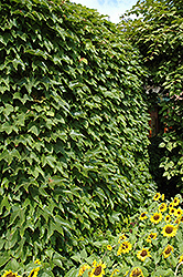 Boston Ivy (Parthenocissus tricuspidata) at Echter's Nursery & Garden Center