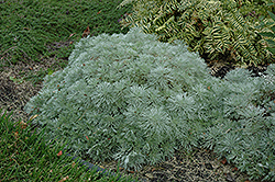 Silver Mound Artemisia (Artemisia schmidtiana 'Silver Mound') at Echter's Nursery & Garden Center