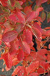 Autumn Brilliance Serviceberry (Amelanchier x grandiflora 'Autumn Brilliance') at Echter's Nursery & Garden Center