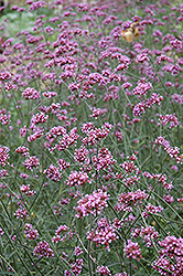 Tall Verbena (Verbena bonariensis) at Echter's Nursery & Garden Center