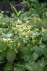Yellow Barrenwort (Epimedium x versicolor 'Sulphureum') at Echter's Nursery & Garden Center