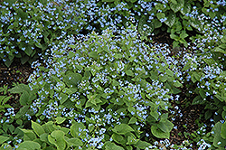 Siberian Bugloss (Brunnera macrophylla) at Echter's Nursery & Garden Center