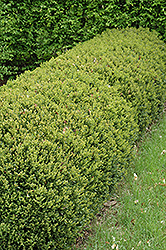 Green Gem Boxwood (Buxus 'Green Gem') at Echter's Nursery & Garden Center