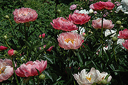 Coral Charm Peony (Paeonia 'Coral Charm') at Echter's Nursery & Garden Center