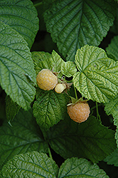 Fall Gold Raspberry (Rubus 'Fall Gold') at Echter's Nursery & Garden Center