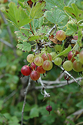 Pixwell Gooseberry (Ribes 'Pixwell') at Echter's Nursery & Garden Center