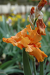 Firebreather Iris (Iris 'Firebreather') at Echter's Nursery & Garden Center