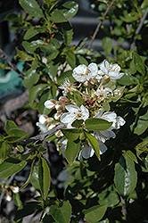 Romeo Cherry (Prunus 'Romeo') at Echter's Nursery & Garden Center