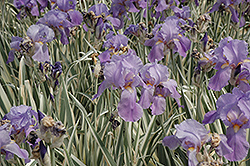 Variegated Sweet Iris (Iris pallida 'Variegata') at Echter's Nursery & Garden Center
