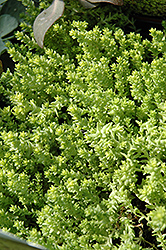 Golden Moss Stonecrop (Sedum acre 'Aureum') at Echter's Nursery & Garden Center