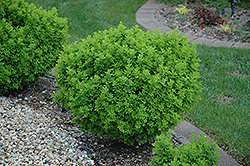 Globe Peashrub (Caragana frutex 'Globosa') at Echter's Nursery & Garden Center