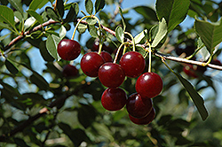 Carmine Jewel Cherry (Prunus 'Carmine Jewel') at Echter's Nursery & Garden Center