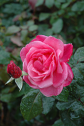 Grandma's Blessing Rose (Rosa 'Grandma's Blessing') at Echter's Nursery & Garden Center