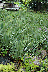 Adam's Needle (Yucca filamentosa) at Echter's Nursery & Garden Center