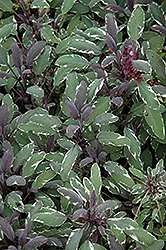 Tricolor Sage (Salvia officinalis 'Tricolor') at Echter's Nursery & Garden Center