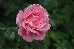 Queen Elizabeth Rose (Rosa 'Queen Elizabeth') at Echter's Nursery & Garden Center