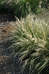 Pony Tails Mexican Feather Grass (Stipa tenuissima 'Pony Tails') at Echter's Nursery & Garden Center