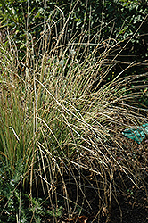 Blue Arrows Rush (Juncus inflexus 'Blue Arrows') at Echter's Nursery & Garden Center