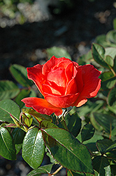 Livin' Easy Rose (Rosa 'HARwelcome') at Echter's Nursery & Garden Center