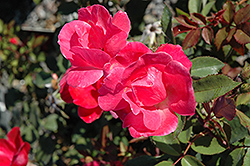 Pink Knock Out Rose (Rosa 'Radcon') at Echter's Nursery & Garden Center