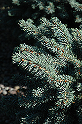 Waldbrunn Blue Spruce (Picea pungens 'Waldbrunn') at Echter's Nursery & Garden Center