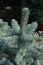 Baby Blue Eyes Spruce (Picea pungens 'Baby Blue Eyes') at Echter's Nursery & Garden Center