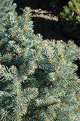 Sester Dwarf Blue Spruce (Picea pungens 'Sester Dwarf') at Echter's Nursery & Garden Center