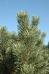 Columnar Mugo Pine (Pinus mugo 'Columnaris') at Echter's Nursery & Garden Center