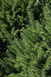 North Star Spruce (Picea glauca 'North Star') at Echter's Nursery & Garden Center