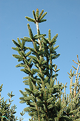 Columnar Norway Spruce (Picea abies 'Cupressina') at Echter's Nursery & Garden Center