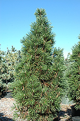 Columnar Mugo Pine (Pinus mugo 'Columnaris') at Echter's Nursery & Garden Center
