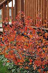 Autumn Magic Black Chokeberry (Aronia melanocarpa 'Autumn Magic') at Echter's Nursery & Garden Center