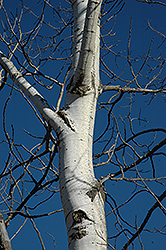 Trembling Aspen (Populus tremuloides) at Echter's Nursery & Garden Center