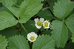 Ozark Beauty Strawberry (Fragaria 'Ozark Beauty') at Echter's Nursery & Garden Center