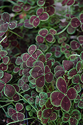 Purpurascens Quadrifolium Clover (Trifolium repens 'Purpurascens Quadrifolium') at Echter's Nursery & Garden Center
