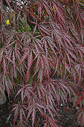 Tamukeyama Japanese Maple (Acer palmatum 'Tamukeyama') at Echter's Nursery & Garden Center