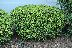 Densiformis Yew (Taxus x media 'Densiformis') at Echter's Nursery & Garden Center