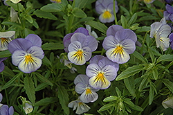 Ultima Morpho Pansy (Viola 'Ultima Morpho') at Echter's Nursery & Garden Center