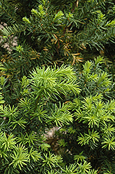 Hicks Yew (Taxus x media 'Hicksii') at Echter's Nursery & Garden Center