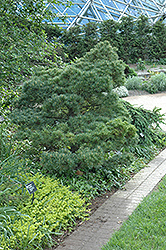 Macopin Eastern White Pine (Pinus strobus 'Macopin') at Echter's Nursery & Garden Center