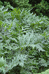 Bear's Breeches (Acanthus spinosus) at Echter's Nursery & Garden Center