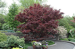 Bloodgood Japanese Maple (Acer palmatum 'Bloodgood') at Echter's Nursery & Garden Center
