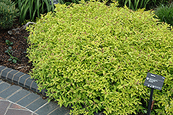 Limemound Spirea (Spiraea japonica 'Limemound') at Echter's Nursery & Garden Center
